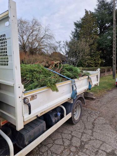 Abattage, dessouchage et enlèvement des déchets